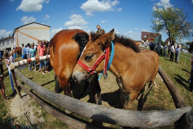 Wystawa koni