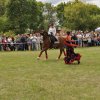 Pokaz koni