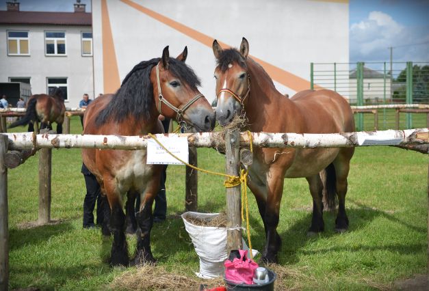 Powiatowa Wystawa Koni 2014