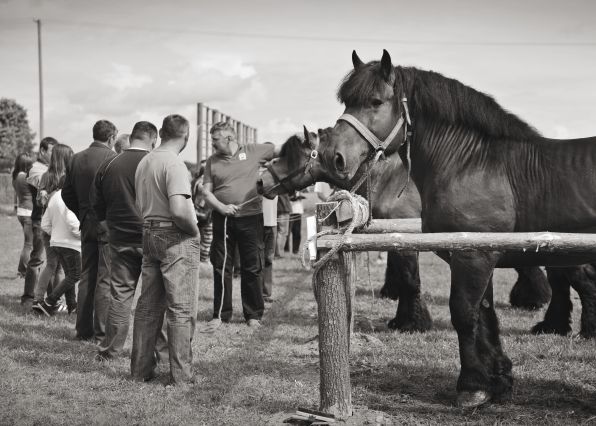Powiatowa Wystawa Koni 2014