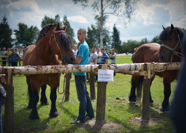 Powiatowa Wystawa Koni 2014