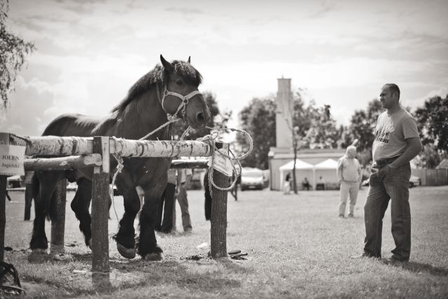Powiatowa Wystawa Koni 2014