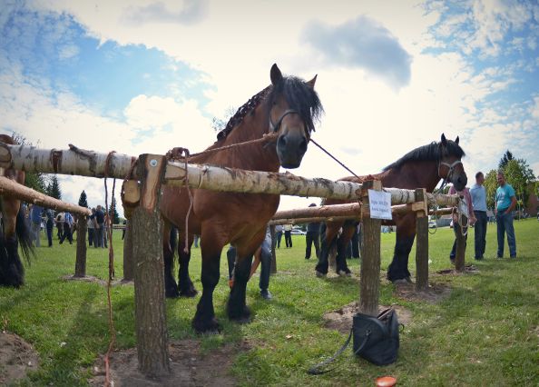 Powiatowa Wystawa Koni 2014