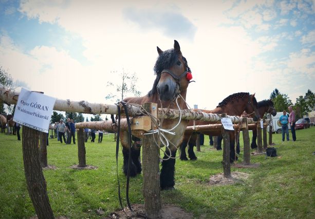 Powiatowa Wystawa Koni 2014