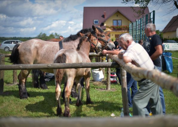 Powiatowa Wystawa Koni 2014
