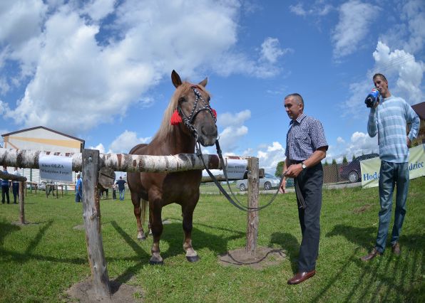 Powiatowa Wystawa Koni 2014