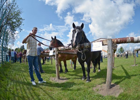 Powiatowa Wystawa Koni 2014