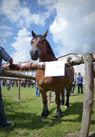 Powiatowa Wystawa Koni 2014