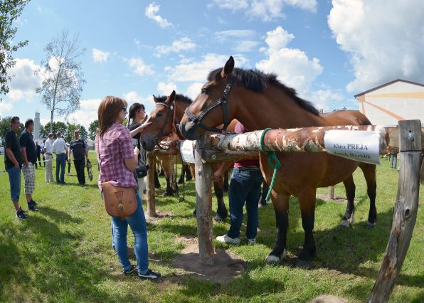 Powiatowa Wystawa Koni 2014