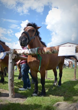 Powiatowa Wystawa Koni 2014