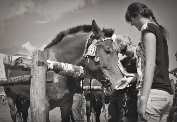 Powiatowa Wystawa Koni 2014