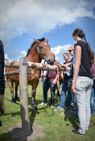 Powiatowa Wystawa Koni 2014