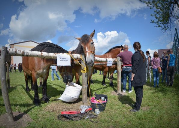 Powiatowa Wystawa Koni 2014