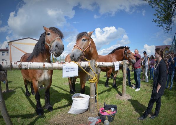 Powiatowa Wystawa Koni 2014