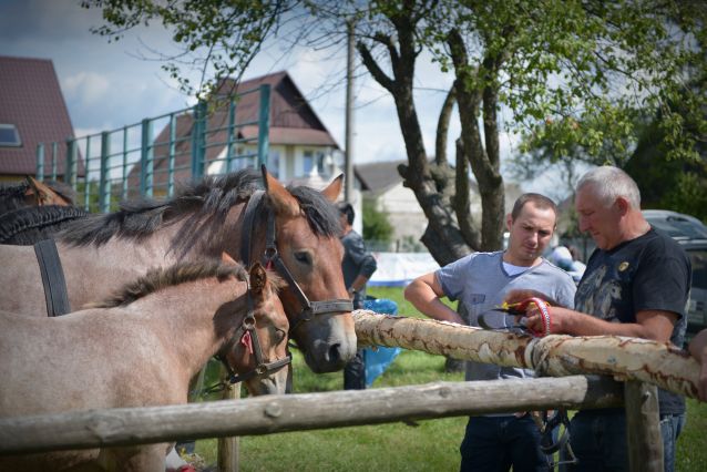 Powiatowa Wystawa Koni 2014