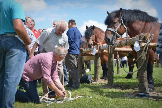 Powiatowa Wystawa Koni 2014