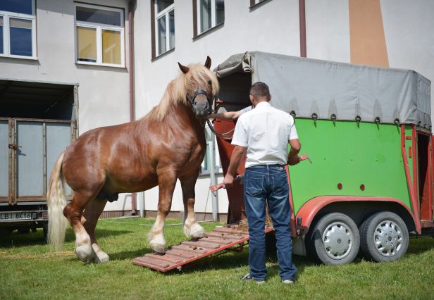 Powiatowa Wystawa Koni 2014