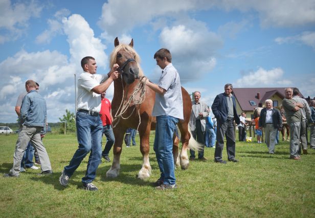 Powiatowa Wystawa Koni 2014