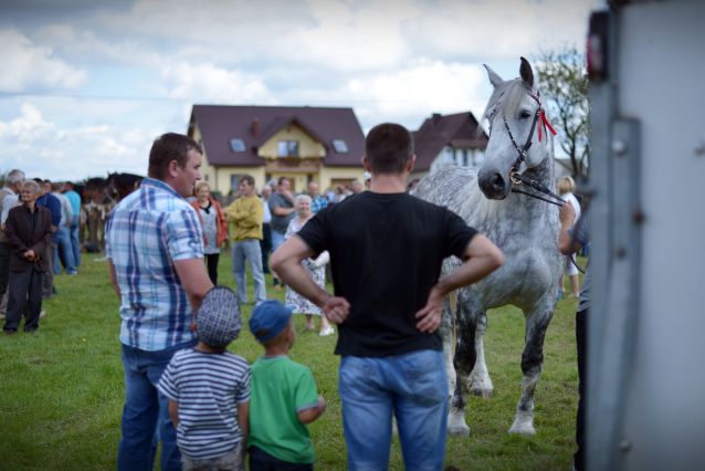 Powiatowa Wystawa Koni 2014