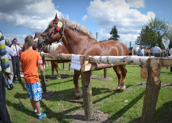 Powiatowa Wystawa Koni 2014