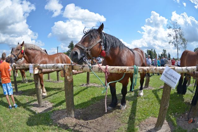 Powiatowa Wystawa Koni 2014