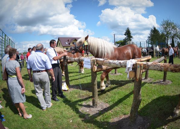 Powiatowa Wystawa Koni 2014