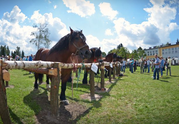 Powiatowa Wystawa Koni 2014