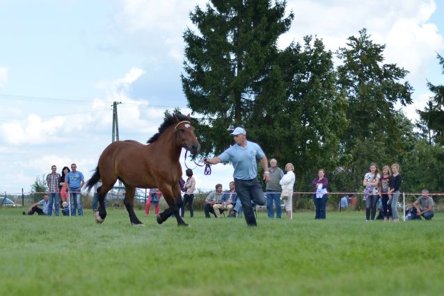 Powiatowa Wystawa Koni 2014