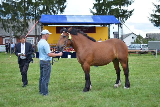 Powiatowa Wystawa Koni 2014