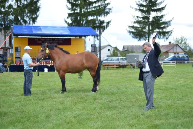 Powiatowa Wystawa Koni 2014