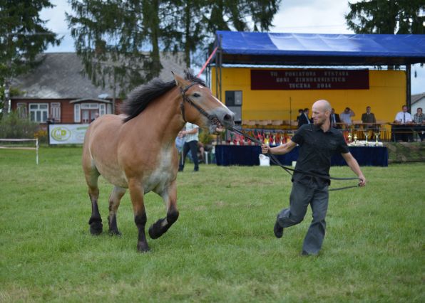Powiatowa Wystawa Koni 2014