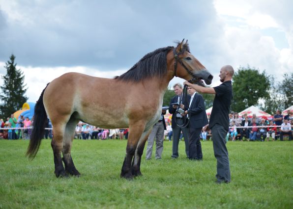Powiatowa Wystawa Koni 2014