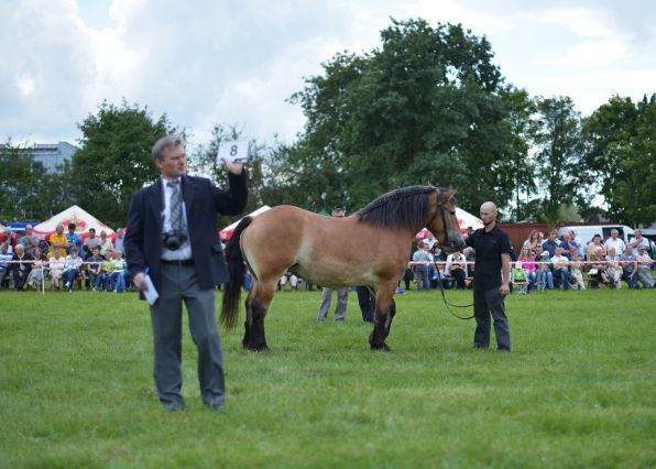 Powiatowa Wystawa Koni 2014
