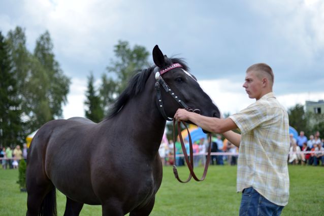Powiatowa Wystawa Koni 2014