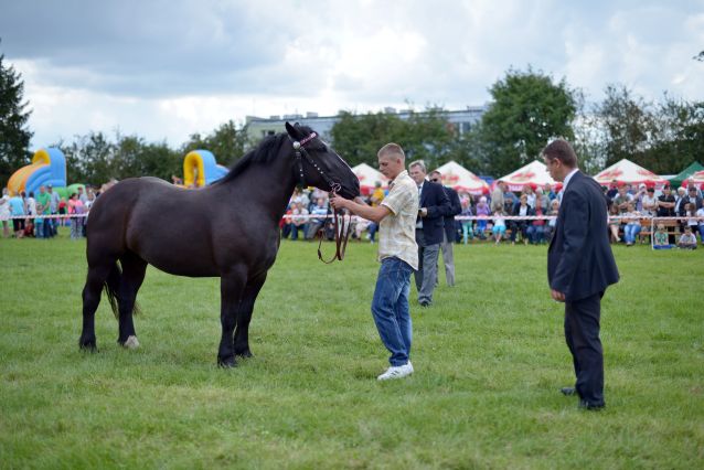 Powiatowa Wystawa Koni 2014