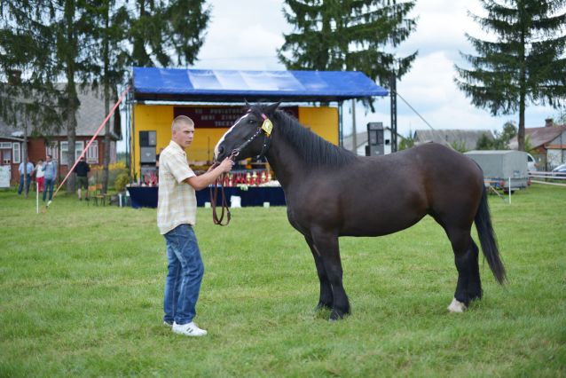 Powiatowa Wystawa Koni 2014