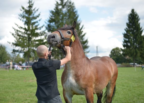 Powiatowa Wystawa Koni 2014