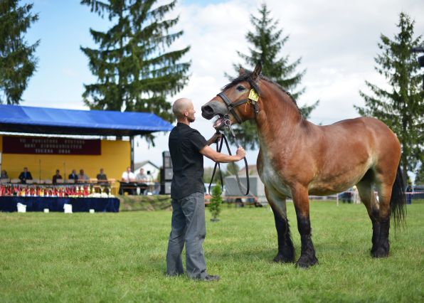 Powiatowa Wystawa Koni 2014