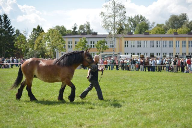 Powiatowa Wystawa Koni 2014