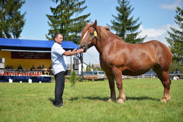 Powiatowa Wystawa Koni 2014