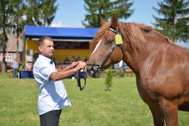 Powiatowa Wystawa Koni 2014