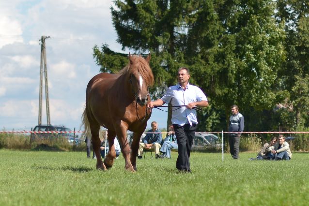 Powiatowa Wystawa Koni 2014