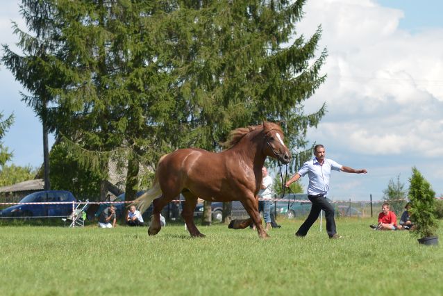 Powiatowa Wystawa Koni 2014