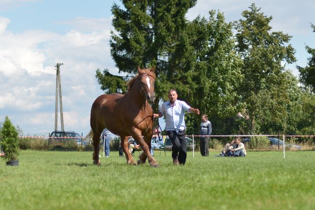 Powiatowa Wystawa Koni 2014