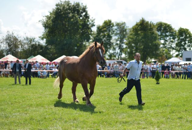 Powiatowa Wystawa Koni 2014
