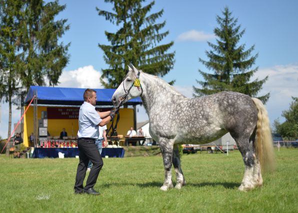Powiatowa Wystawa Koni 2014