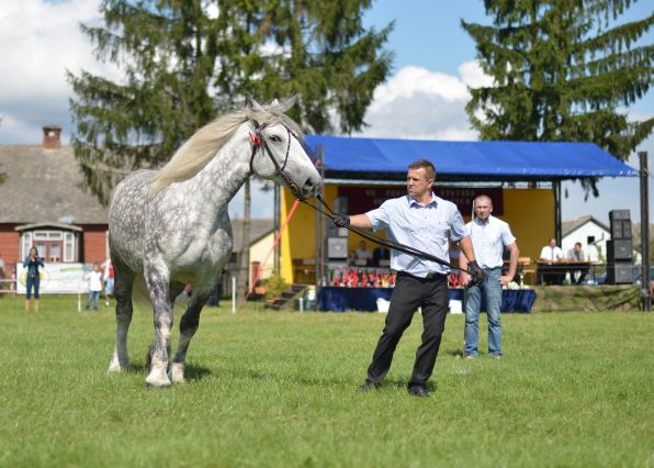 Powiatowa Wystawa Koni 2014