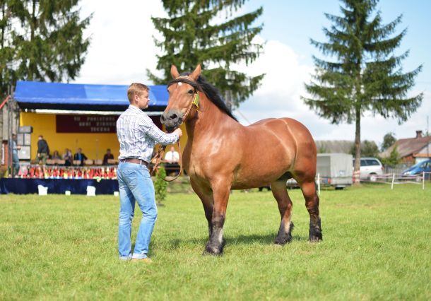 Powiatowa Wystawa Koni 2014