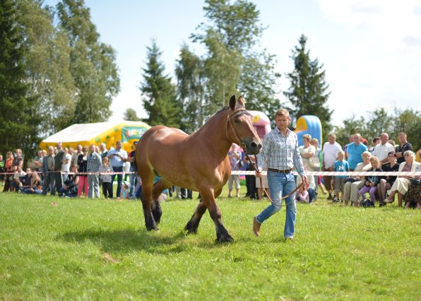 Powiatowa Wystawa Koni 2014