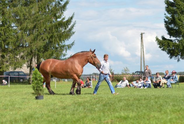 Powiatowa Wystawa Koni 2014